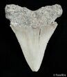 / Inch Carcharocles Angustiden Tooth #2899-1